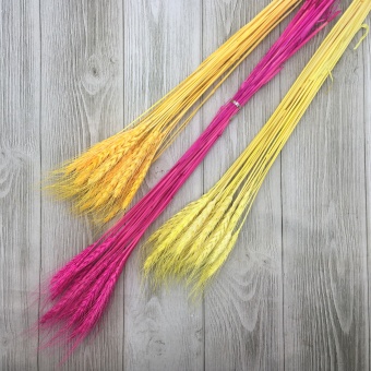 Пшеница цветная (микс) 65см. Цена за связку. Арт0907