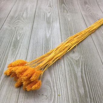 Сухоцвет (Микс) 65см. Цена за связку. Арт01295